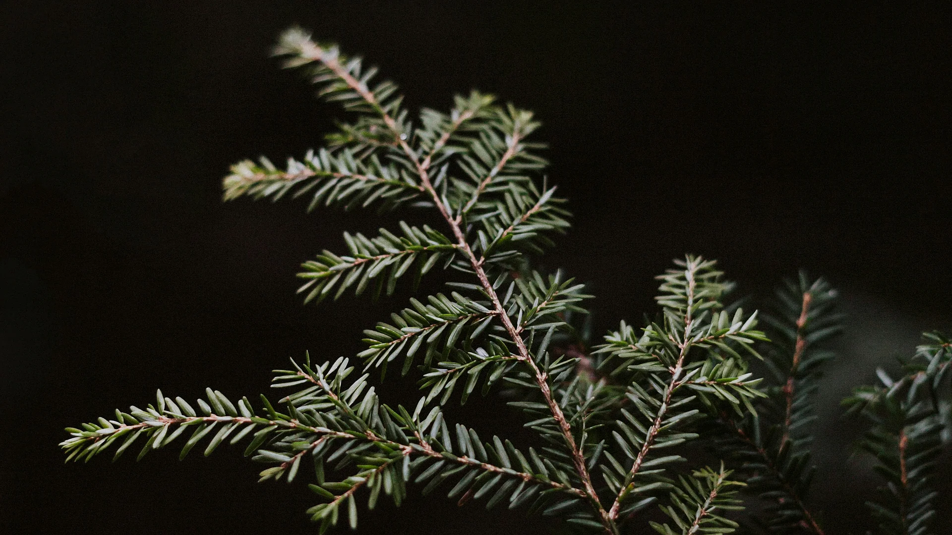 Black background pine image